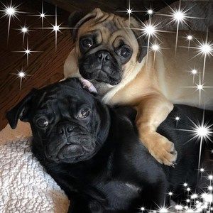 Meet your Posher, Terri